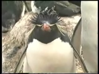 Fakland_Malvinas_Chile_105_0001
