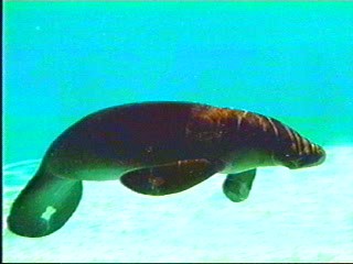PEIXE_BOI_005_0001
