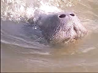 PEIXE_BOI_055_0001