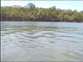 PEIXE_BOI_079_0001