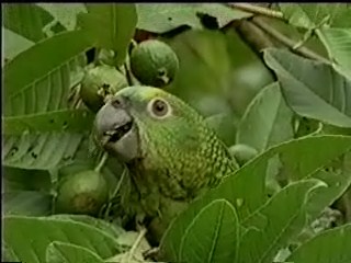 Papagaios_do_Pantanal_029_0001