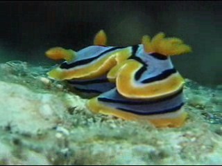 Planeta_moluscos_016_0001