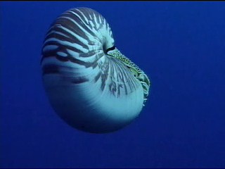 Planeta_moluscos_042_0001